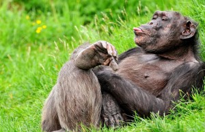 Create meme: animals jokes, funny monkey, funny chimpanzee