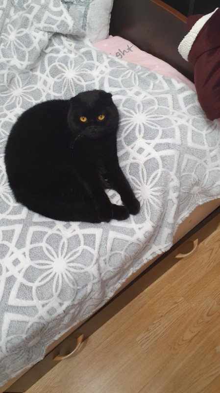 Создать мем: британец вислоухий черный, черный вислоухий кот, шотландский вислоухий кот черный
