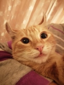 Create meme: Scottish fold red cat, funny cats, cat