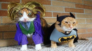 Создать мем: кот в костюме бэтмена, смешные костюмы для котов, костюмы для кошек