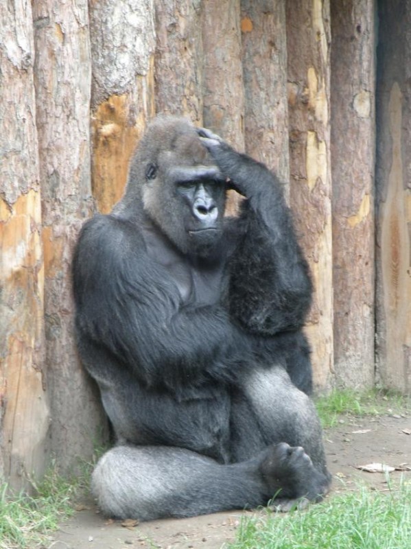 Создать мем: довольная горилла, маленькая горилла, равнинная горилла московский зоопарк