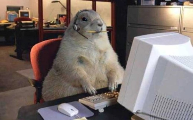 Create meme: the animal behind the computer, the groundhog at the computer, funny pictures of animals 