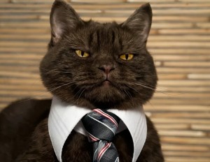 Создать мем: котик в галстуке, кот с галстуком, кот босс