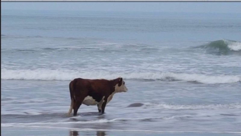 Create meme: a cow looks at the sea, cow on the shore, cow on the seashore