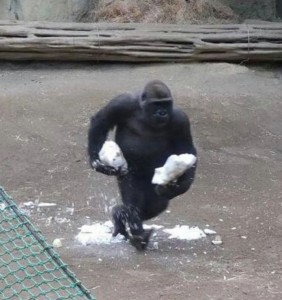 Создать мем: самец гориллы, огромная горилла, горилла нападает