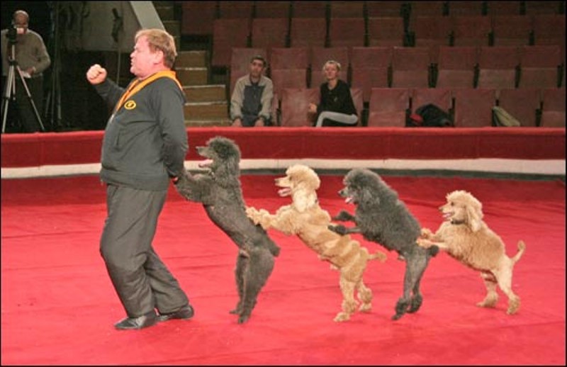 Создать мем: артисты цирка, в цирке, собака пудель танец цирк
