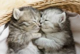 Create meme: cute kittens , cute kitten, two cute cats