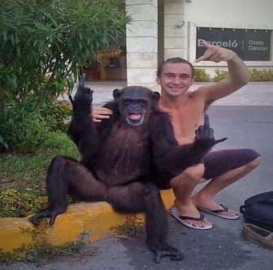 Create meme: Bonobo chimp, chimpanzee, chimpanzees 