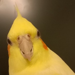 Create meme: The indignant parrot