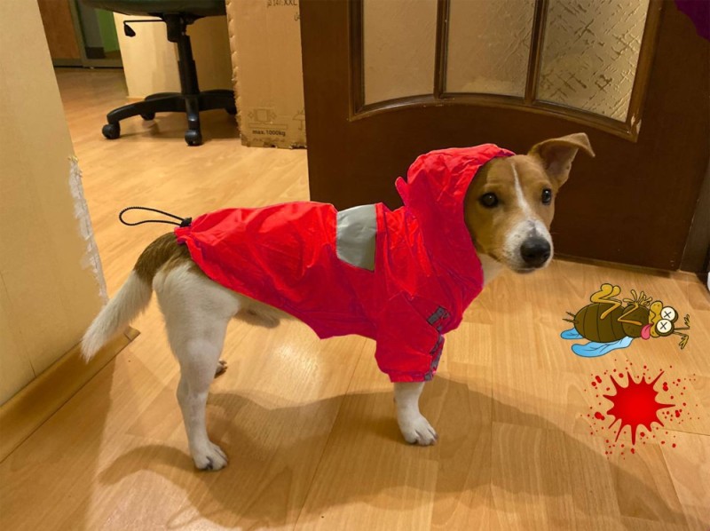 Create meme: jumpsuit raincoat for collie, raincoat for dog, dog 