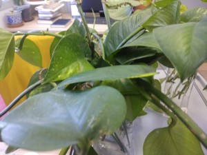 Create meme: philodendron and epipremnum video, epipremnum disease, epipremnum