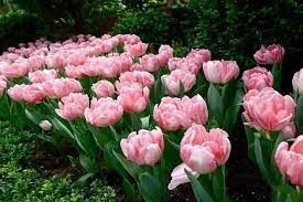 Create meme: tulip terry late angelica, late terry tulips, tulips Terry