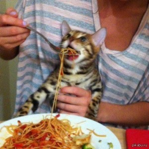 Создать мем: my cat, spaghetti cat, домашнее животное