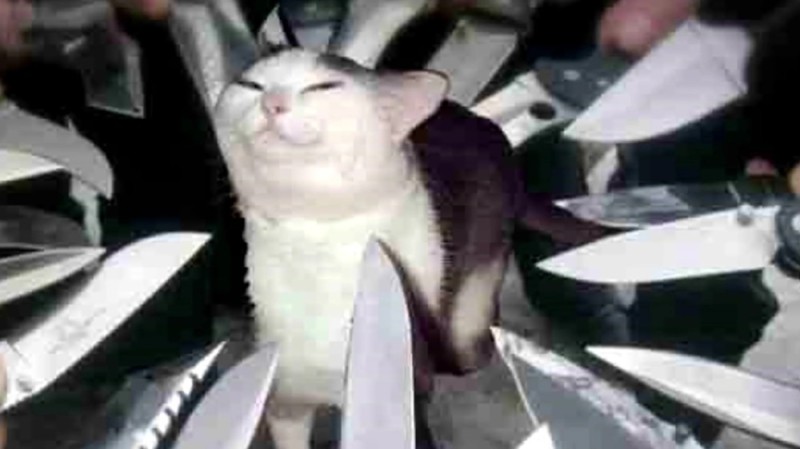 Create meme: meme cat , knife meme, smug cat