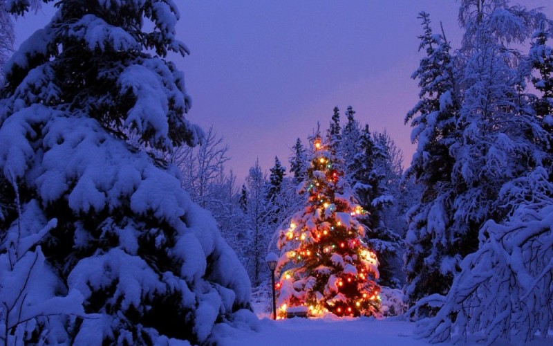Create meme: dressed Christmas tree in the forest, a beautiful Christmas tree in the forest, an elegant Christmas tree in the forest