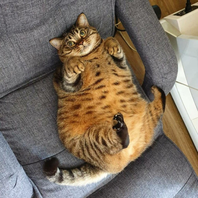 Создать мем: кот толстяк, пухлые котики, толстый ленивый кот