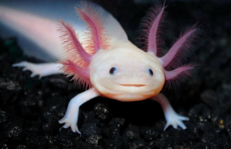 Create meme: the axolotl , axolotl fish, ambystoma and axolotl