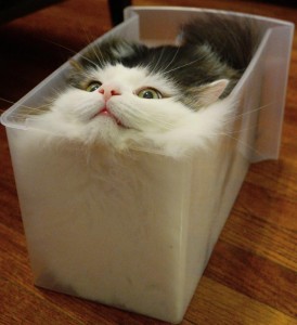 Создать мем: кот в коробке, котики смешные, кот смешной