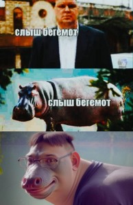 Create meme: pig, Hippo