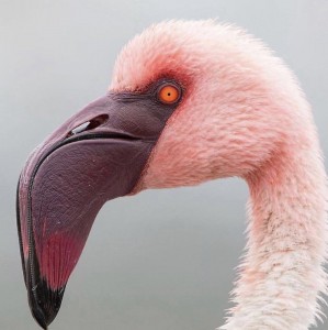 Create meme: pink flamingos