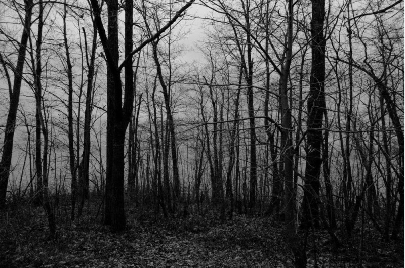 Создать мем: мрачный фон, серый лес фон, мрачный пейзаж