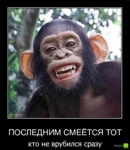 Create meme: chimpanzees, funny pics to laugh, monkey