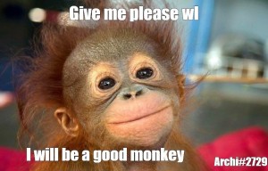 Создать мем: ты моя обезьянка, мем обезьянка, веселая обезьяна
