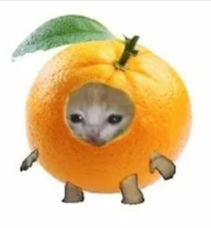 Create meme: animals cute, orange , cats fruits