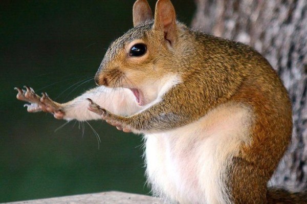 Create meme: yellow - throated squirrel, protein , proteins 