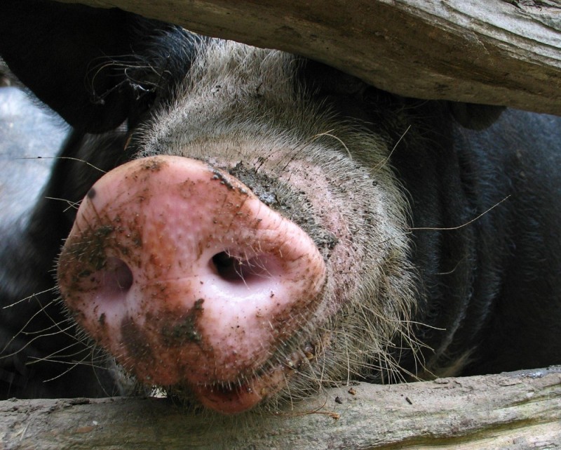 Create meme: piglet piglet, pig's nose, piglet pig