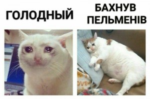 Создать мем: грустные коты, мемы, котик мем