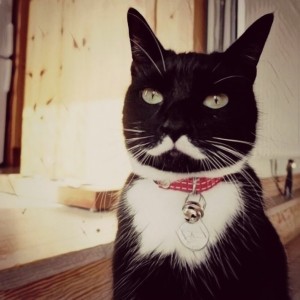Создать мем: кот с черными усами, необычные коты, кот