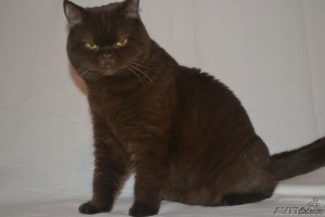 Создать мем: йоркская шоколадная кошка, йоркская шоколадная кошка шотландская, шотландский скоттиш страйт шоколад