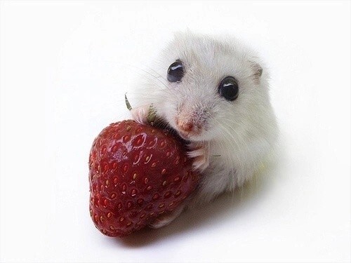 Create meme: hamster summer with strawberries, white hamster, hamster 