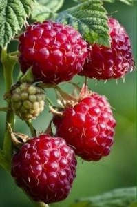 Create meme: raspberry berry, raspberry Bush