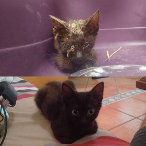 Создать мем: котята, умер домашний питомец, найден черный кот краснодар