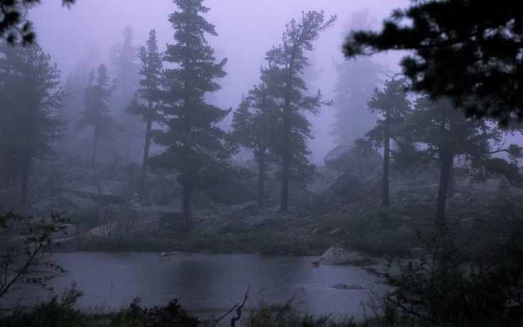 Create meme: forest landscape, landscape fog, nature fog