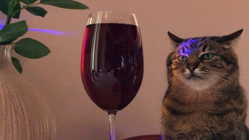 Create meme: cat stepan with wine, cat with a glass of wine, cat with a glass