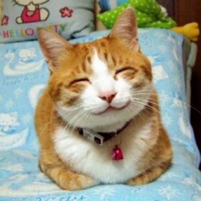 Create meme: the cat with a smile, the cat is happy, smiling cat