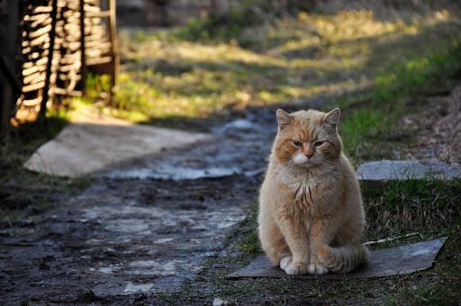 Create meme: sad cats, sad red cat, cat sad 