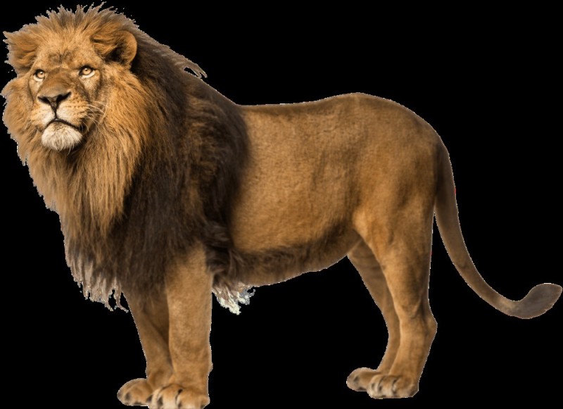 Create meme: Leo , a lion on a transparent background, clipart lion