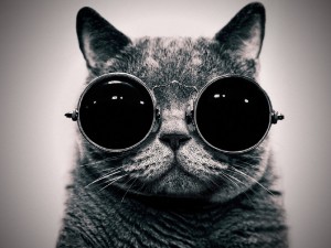Create meme: space cat with glasses, pictures cat with glasses space, photo of cat with glasses