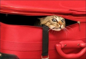 Создать мем: Кот в чемодане