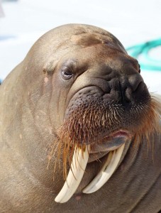 Создать мем: атлантический морж, тихоокеанский морж (odobenus rosmarus divergens), морж усы