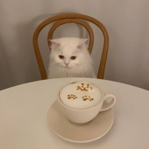 Создать мем: утро котики, белая кошка кофе, Кошка