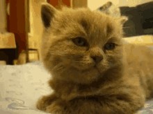 Создать мем: британская кошка, котенок вислоухий шотландец, британские короткошерстные котята