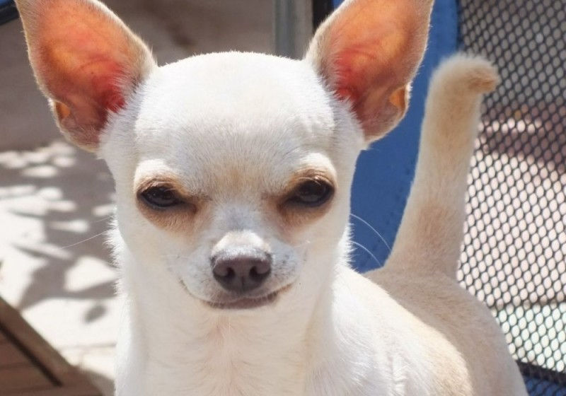 Create meme: chihuahua bald, breed Chihuahua, Chihuahua Merle smooth-haired