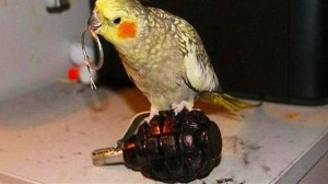 Create meme: parrot parrot, a parrot with a grenade, parrot funny