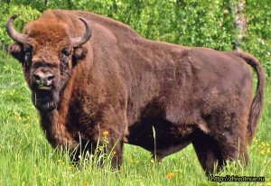 Create meme: Belovezhskaya Pushcha at the end there will be only one, animals in Krasnodar region bison, bison photo