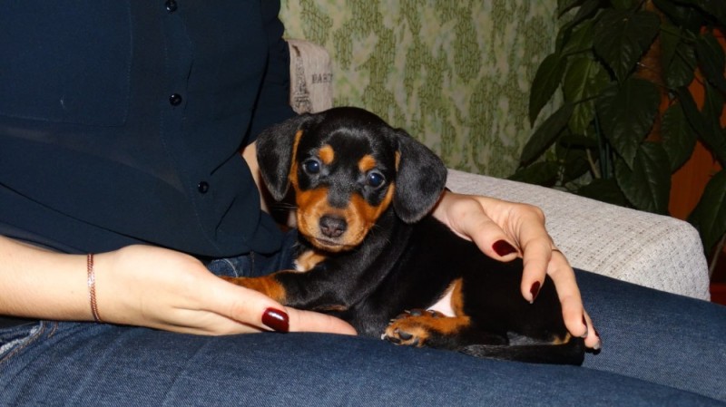 Create meme: Dachshund dog, dachshund puppy, miniature Pinscher
